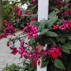 Bleeding Heart Vine Plant - Set of 2 Red Purple Clerodendrum Thomsoniae 6-8 Inch