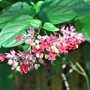 Bleeding Heart Vine Plant - Set of 2 Red Purple Clerodendrum Thomsoniae 6-8 Inch