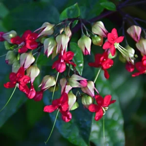 Bleeding Heart Vine Plant - Set of 2 Red Purple Clerodendrum Thomsoniae 6-8 Inch