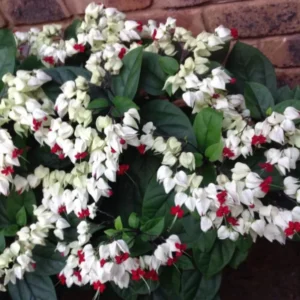 Bleeding Heart Vine Plants Set - 6-8 Inch Clerodendrum Thomsoniae