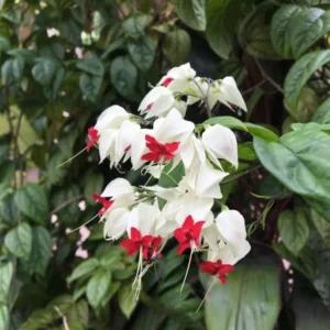 Bleeding Heart Vine Plants Set - 6-8 Inch Clerodendrum Thomsoniae