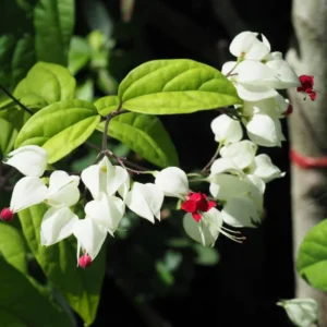 Bleeding Heart Vine Plants Set - 6-8 Inch Clerodendrum Thomsoniae