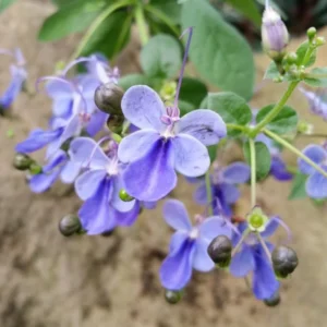 Blue Butterfly Clerodendrum Plant 4-8 Inch Live Plant Flowering Shrub