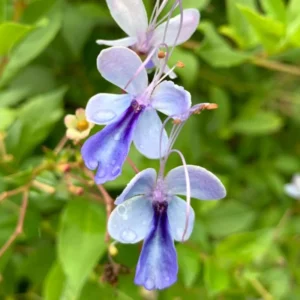 Blue Butterfly Clerodendrum Plant 4-8 Inch Live Plant Flowering Shrub