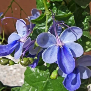 Blue Butterfly Clerodendrum Plant 4-8 Inch Live Plant Flowering Shrub