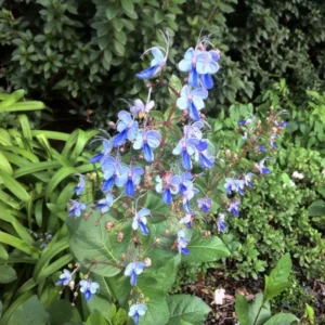 Blue Butterfly Clerodendrum Plant 4-8 Inch Live Plant Flowering Shrub