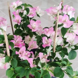 Bougainvillea Plants Live - 2 Trailing Flowering Vines, 5-9 inch Well-Rooted Trees for Garden Patio