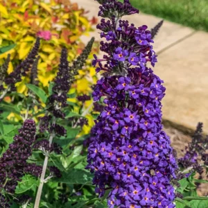 Butterfly Bush Buddleja Plant - 5-7 Inch Tall Shrub - No Pot