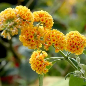 Butterfly Bush Buddleja Plant - 5-7 Inch Tall Shrub - No Pot