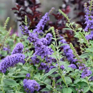 Butterfly Bush Buddleja Plant - 5-7 Inch Tall Shrub - No Pot