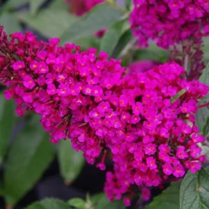 Butterfly Bush Buddleja Plant - 5-7 Inch Tall Shrub - No Pot