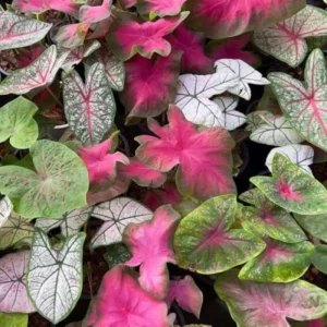 Caladium Plants Set 3 Pack - 4 Inch Potted Indoor Outdoor Decorative Foliage