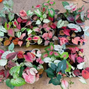 Caladium Plants Set 3 Pack - 4 Inch Potted Indoor Outdoor Decorative Foliage