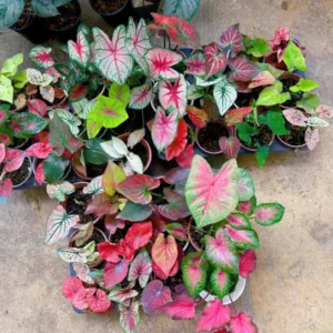 Caladium Plants Set 3 Pack - 4 Inch Potted Indoor Outdoor Decorative Foliage