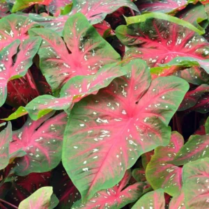 Caladium Plants Set 3 Pack - 4 Inch Potted Indoor Outdoor Decorative Foliage