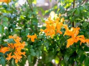 Cape Honeysuckle invasive