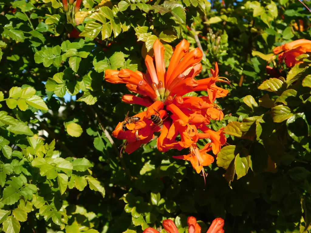 Cape Honeysuckle attracting pollinators