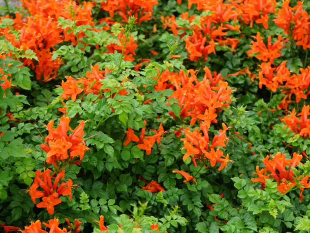 Cape Honeysuckle invasion
