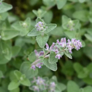 Catnip Plants Set of 2 Herb Plants 3-6 Inches Tall