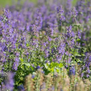 Catnip Plants Set of 2 Herb Plants 3-6 Inches Tall