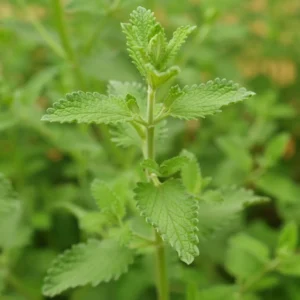 Catnip Plants Set of 2 Herb Plants 3-6 Inches Tall