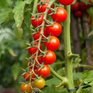 Cherry Tomato Plant - 4 Inch Pot - Edible Garden