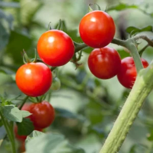 Cherry Tomato Plant - 4 Inch Pot - Edible Garden