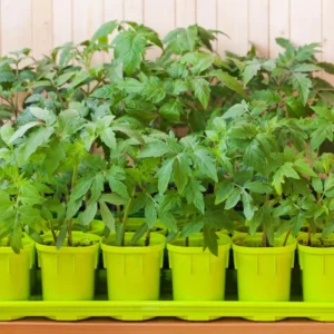 Cherry Tomato Plant - 4 Inch Pot - Edible Garden