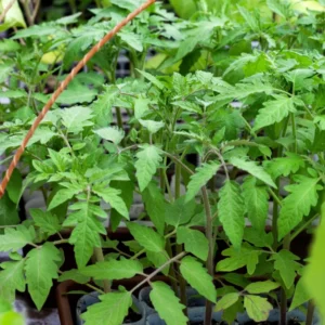 Cherry Tomato Plant - 4 Inch Pot - Edible Garden