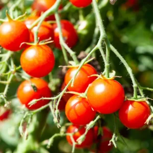 Cherry Tomato Plant - 4 Inch Pot - Edible Garden