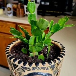 Christmas Cactus Bare Root 4-6 Inch - Holiday Blooming Plant