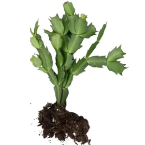 Christmas Cactus Bare Root 4-6 Inch - Holiday Blooming Plant