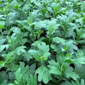 Chrysanthemum Plants Set of 2 Garden Mums, 3-6 Inch, Assorted Colors