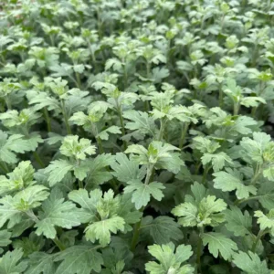 Chrysanthemum Plants Set of 2 Garden Mums, 3-6 Inch, Assorted Colors