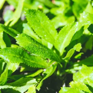 Cilantro Seeds - 1000 Count Bulk Pack - Herb Garden Essential