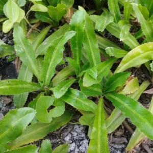 Cilantro Seeds - 1000 Count Bulk Pack - Herb Garden Essential