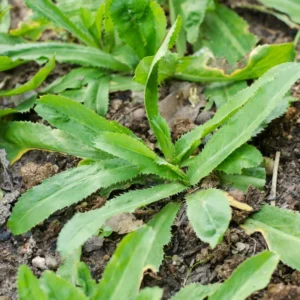 Cilantro Seeds - 1000 Count Bulk Pack - Herb Garden Essential