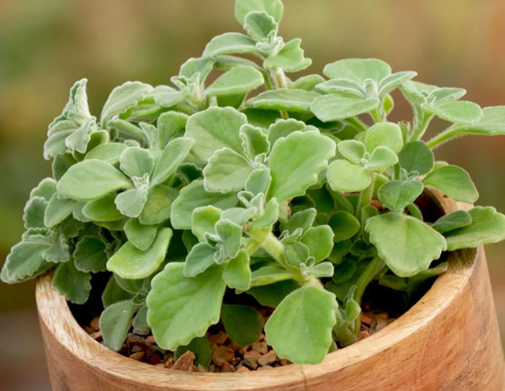 Cuban Oregano (Plectranthus amboinicus)
