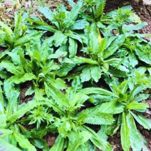Culantro Seeds - Herb Seeds - 500 Seeds - Fresh Culinary Herb