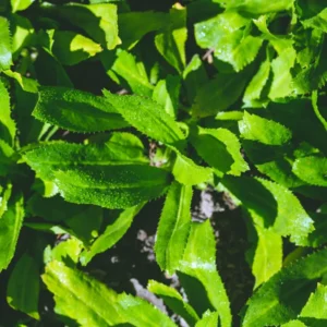 Culantro Seeds - Herb Seeds - 500 Seeds - Fresh Culinary Herb