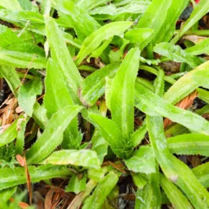 Culantro Seeds - Herb Seeds - 500 Seeds - Fresh Culinary Herb