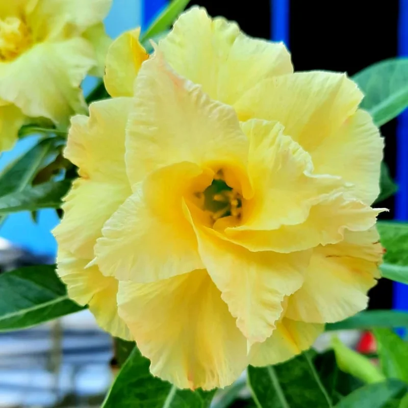 Double Yellow Desert Rose Plant Adenium Obesum 4-6 Inch Bareroot