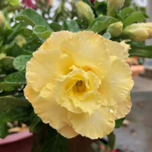 Double Yellow Desert Rose Plant Adenium Obesum 4-6 Inch Bareroot