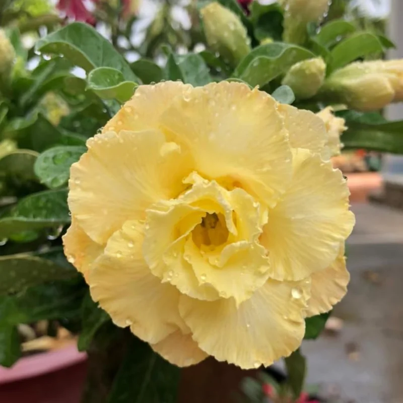 Double Yellow Desert Rose Plant Adenium Obesum 4-6 Inch Bareroot