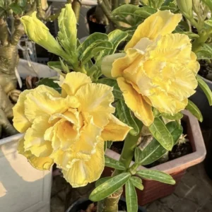 Double Yellow Desert Rose Plant Adenium Obesum 4-6 Inch Bareroot