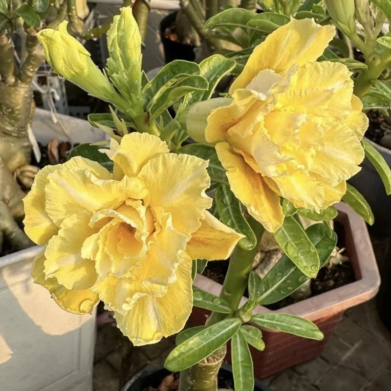 Double Yellow Desert Rose Plant Adenium Obesum 4-6 Inch Bareroot