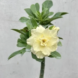 Double Yellow Desert Rose Plant Adenium Obesum 4-6 Inch Bareroot