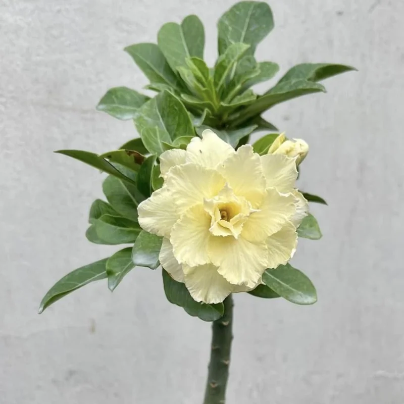 Double Yellow Desert Rose Plant Adenium Obesum 4-6 Inch Bareroot