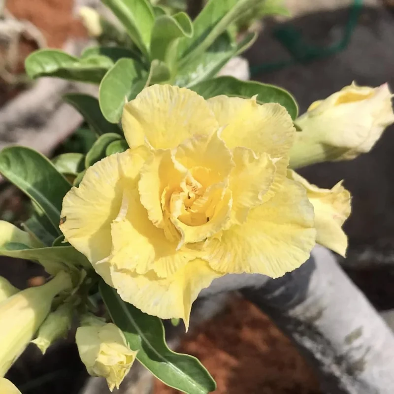 Double Yellow Desert Rose Plant Adenium Obesum 4-6 Inch Bareroot