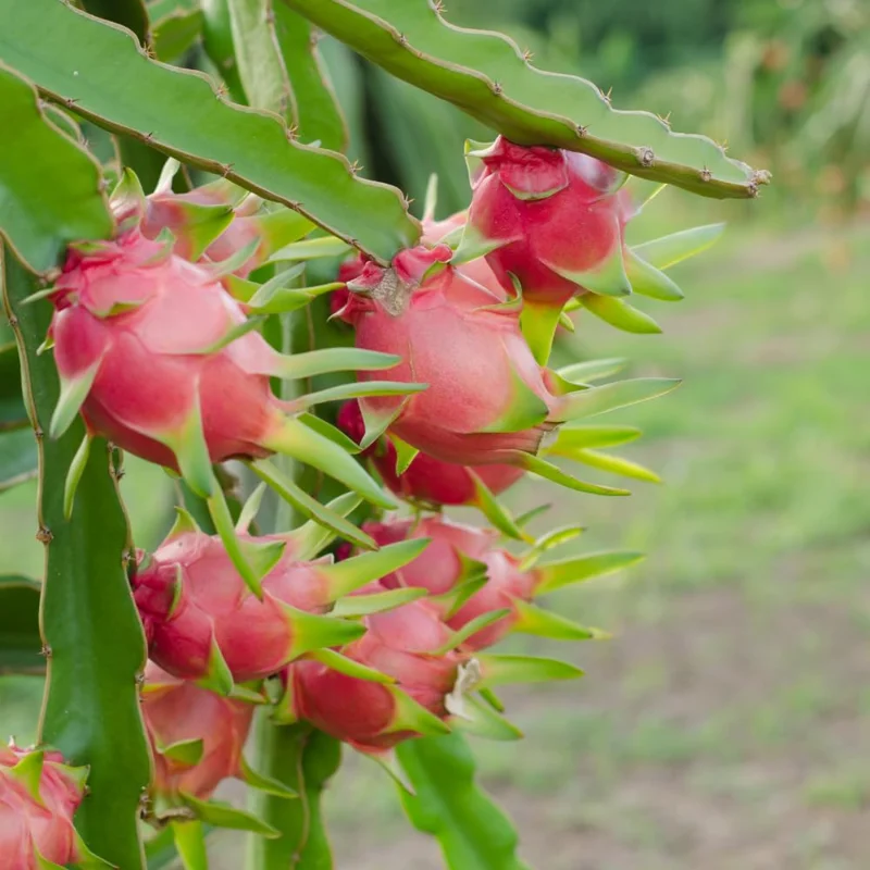 Dragon Fruit Cuttings - Purple & White Variety - Unrooted 8-10 Inch